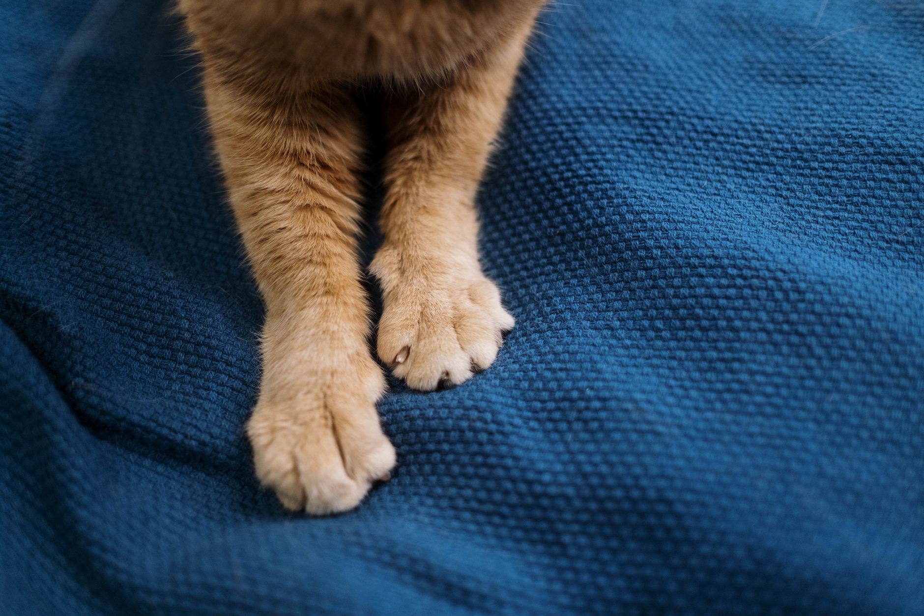 Why Do Cats Knead Blankets? 1 Why Do Cats Knead Blankets?