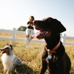 The Real Cost of Owning a Dog: Expenses Every Future Owner Should Consider 2 The Real Cost of Owning a Dog: Expenses Every Future Owner Should Consider