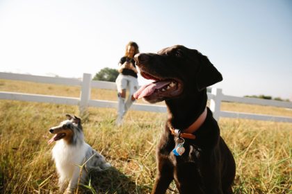 The Real Cost of Owning a Dog: Expenses Every Future Owner Should Consider 3 The Real Cost of Owning a Dog: Expenses Every Future Owner Should Consider