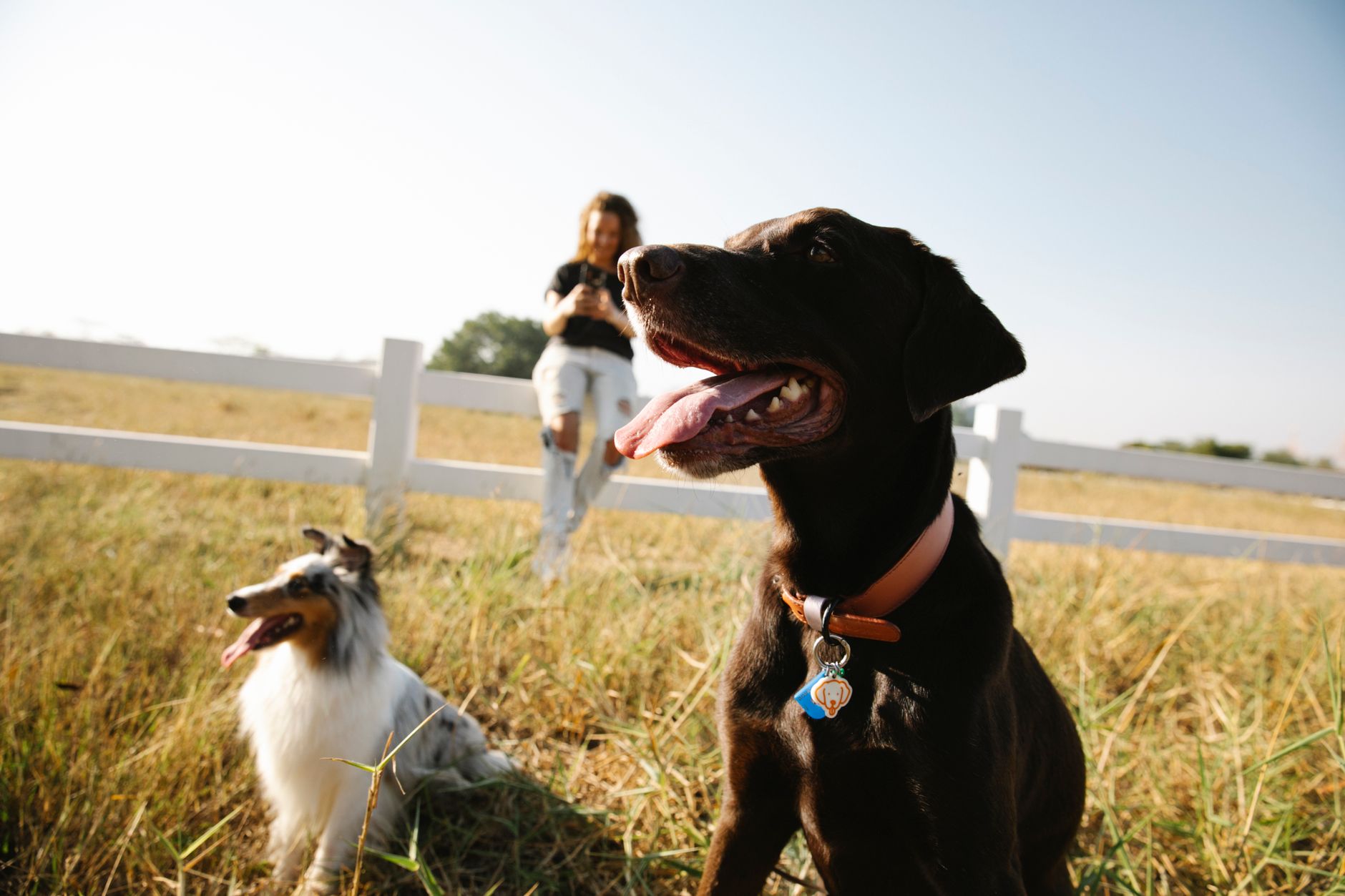 The Real Cost of Owning a Dog: Expenses Every Future Owner Should Consider