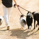 Finding the Right Dog Breed: How to Choose a Dog That Fits Your Lifestyle