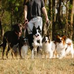 How Many Dog Breeds Exist Around the World? Understanding the Diversity of Domestic Dogs