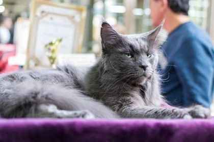 How Large Can a Maine Coon Cat Become? Understanding the Size of the World's Famous Gentle Giant 3 How Large Can a Maine Coon Cat Become? Understanding the Size of the World’s Famous Gentle Giant