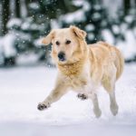 Do Dogs Get Cold? How to Tell When Your Dog Is Feeling Chilly 3 Do Dogs Get Cold? How to Tell When Your Dog Is Feeling Chilly