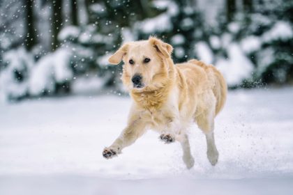 Do Dogs Get Cold? How to Tell When Your Dog Is Feeling Chilly