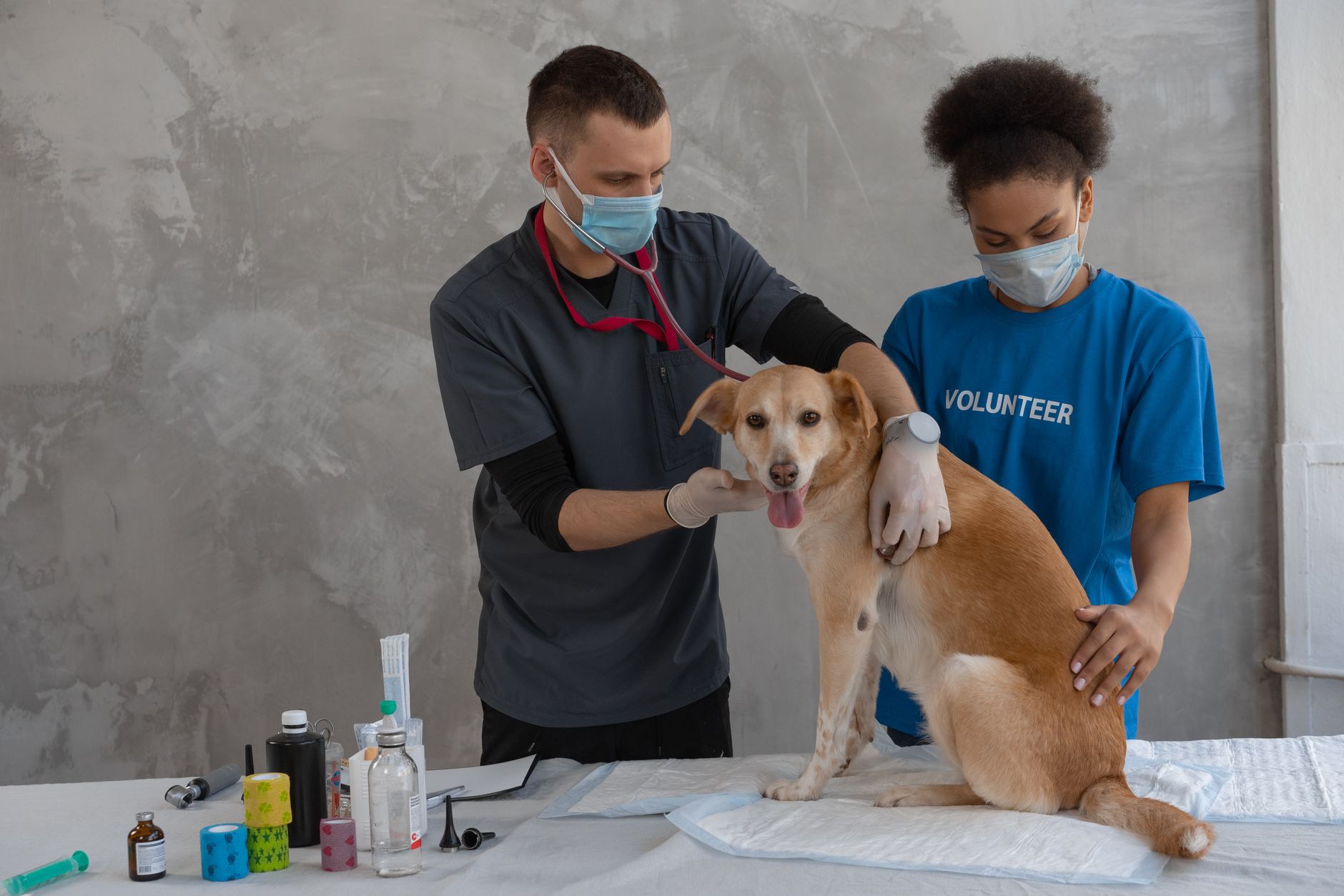 Why Your Dog May Stop Eating and What Owners Should Check First