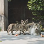 When Is a Cat Fully Grown? Understanding the Timeline From Kitten to Adult