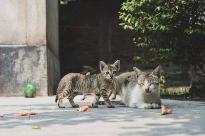 When Is a Cat Fully Grown? Understanding the Timeline From Kitten to Adult 3 When Is a Cat Fully Grown? Understanding the Timeline From Kitten to Adult