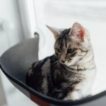 How Long Can Cats Stay Home Alone? A Guide to Safe Time Limits and Responsible Care