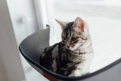 How Long Can Cats Stay Home Alone? A Guide to Safe Time Limits and Responsible Care