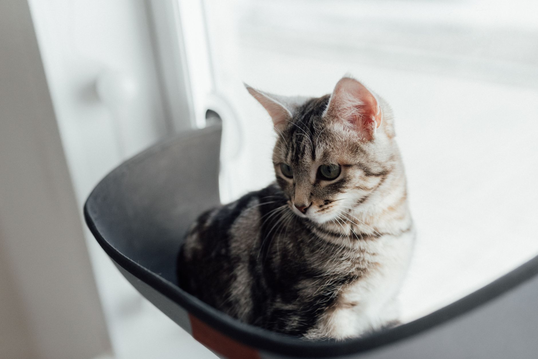 How Long Can Cats Stay Home Alone? A Guide to Safe Time Limits and Responsible Care