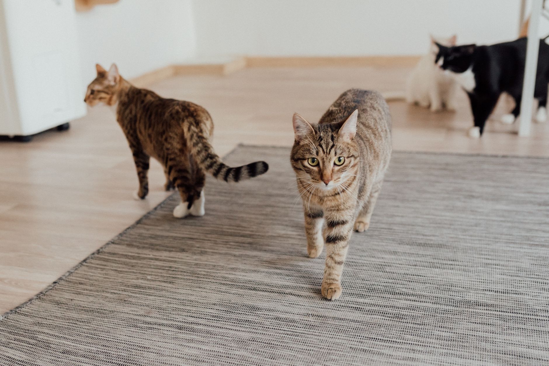 Choosing a Cat-Friendly Rug: What Materials, Designs, and Features Work Best