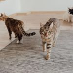 How To Rehome A Cat? 1 How To Rehome A Cat?