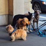 How Much Does a Dog Really Cost? A Complete Guide to Dog Ownership Expenses