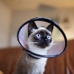 When Do You Spay A Cat? 2 When Do You Spay A Cat?