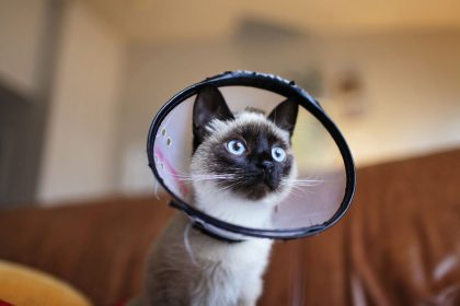 When Do You Spay A Cat? 5 When Do You Spay A Cat?