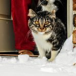 Why Do Cats Keep Coming to Your House? Possible Reasons Explained