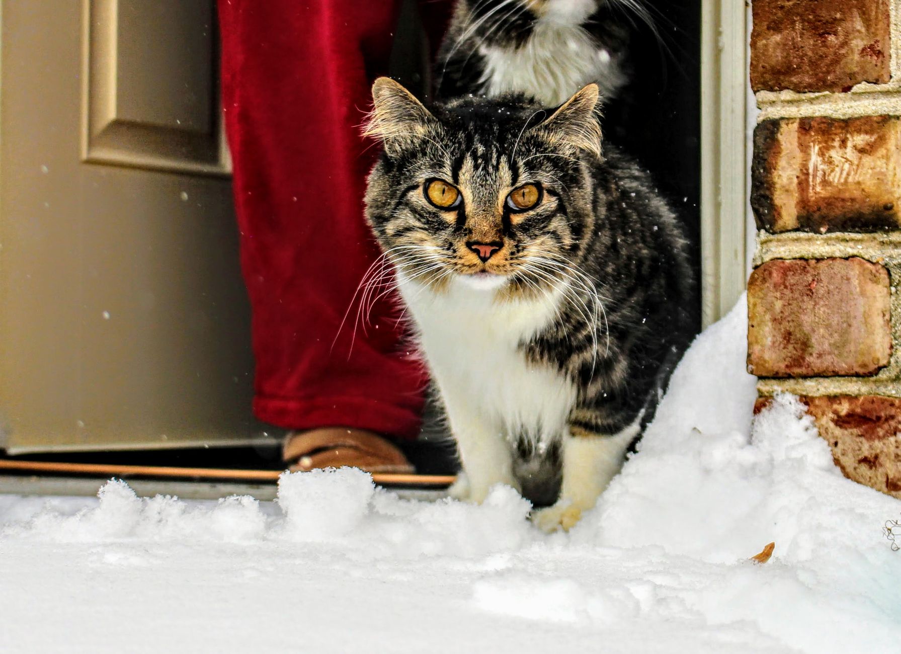 Why Do Cats Keep Coming to Your House? Possible Reasons Explained 1 Why Do Cats Keep Coming to Your House? Possible Reasons Explained