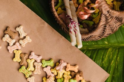Dangerous Foods for Dogs: A Guide to Toxic Ingredients Pet Owners Should Avoid