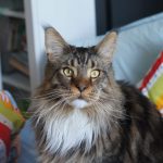 How Could Osmeone Relate To A Mainecoon Cat? 3 How Could Osmeone Relate To A Mainecoon Cat?