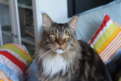 How Could Osmeone Relate To A Mainecoon Cat? 1 How Could Osmeone Relate To A Mainecoon Cat?