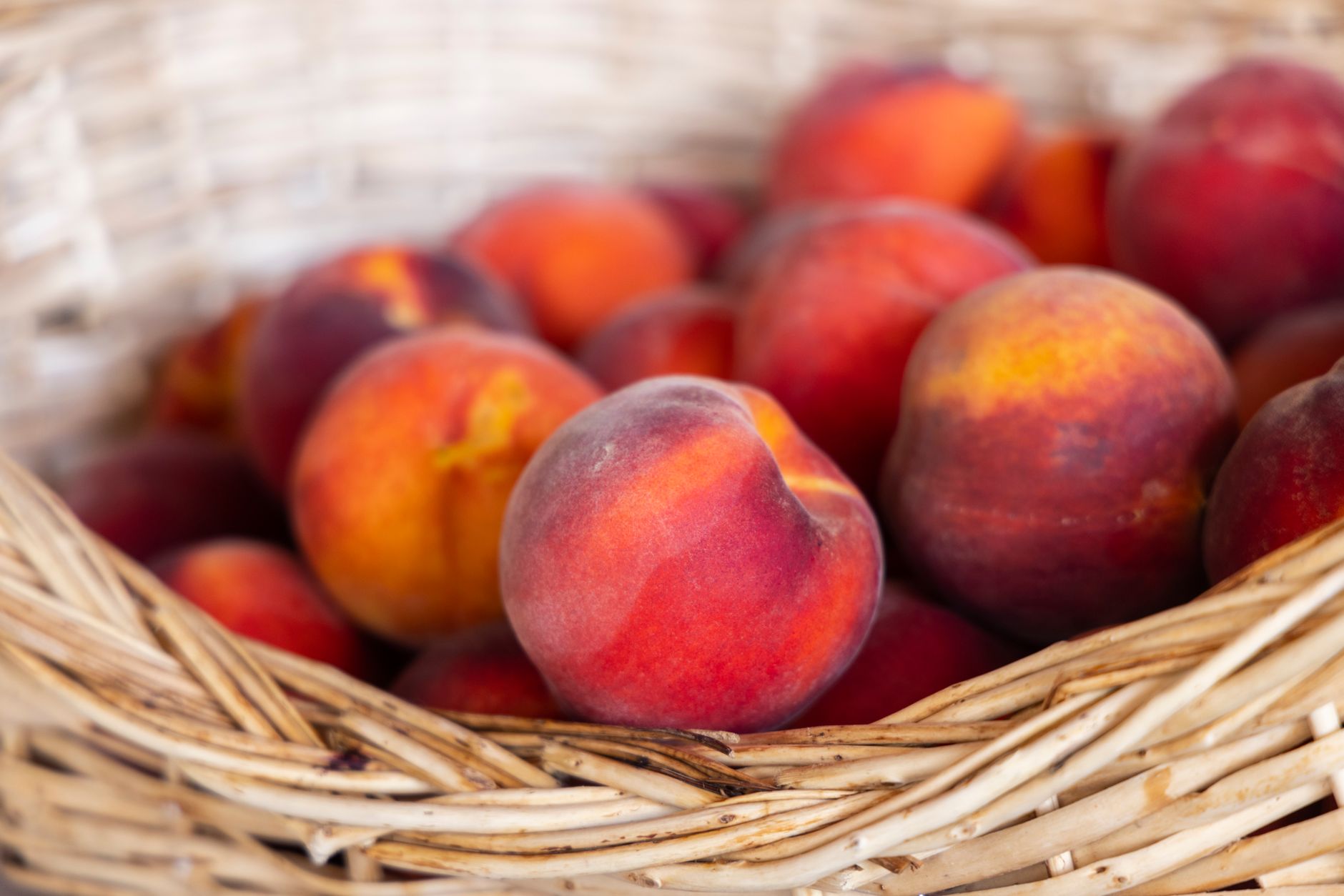 Can Dogs Eat Peaches? What Owners Need to Know Before Sharing This Fruit 1 Can Dogs Eat Peaches? What Owners Need to Know Before Sharing This Fruit