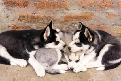 How to Identify a Dog Breed: Understanding the Clues Behind a Dog’s Appearance and Behavior 9 How to Identify a Dog Breed: Understanding the Clues Behind a Dog’s Appearance and Behavior