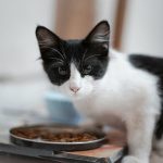a black and white cat eating food out of a bowl