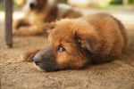 Helping an Anxious Dog Feel Safe: Practical Ways to Calm Stress, Fear, and Overexcitement 8 Helping an Anxious Dog Feel Safe: Practical Ways to Calm Stress, Fear, and Overexcitement