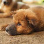 Helping an Anxious Dog Feel Safe: Practical Ways to Calm Stress, Fear, and Overexcitement