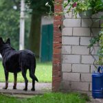 How a Microchip Can Help Bring a Lost Dog Home 2 How a Microchip Can Help Bring a Lost Dog Home