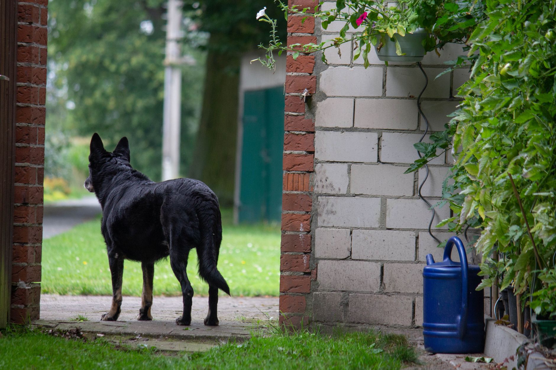 How a Microchip Can Help Bring a Lost Dog Home