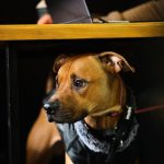 How to Get a Dog to Eat: A Safe Troubleshooting Guide Before You Change the Menu