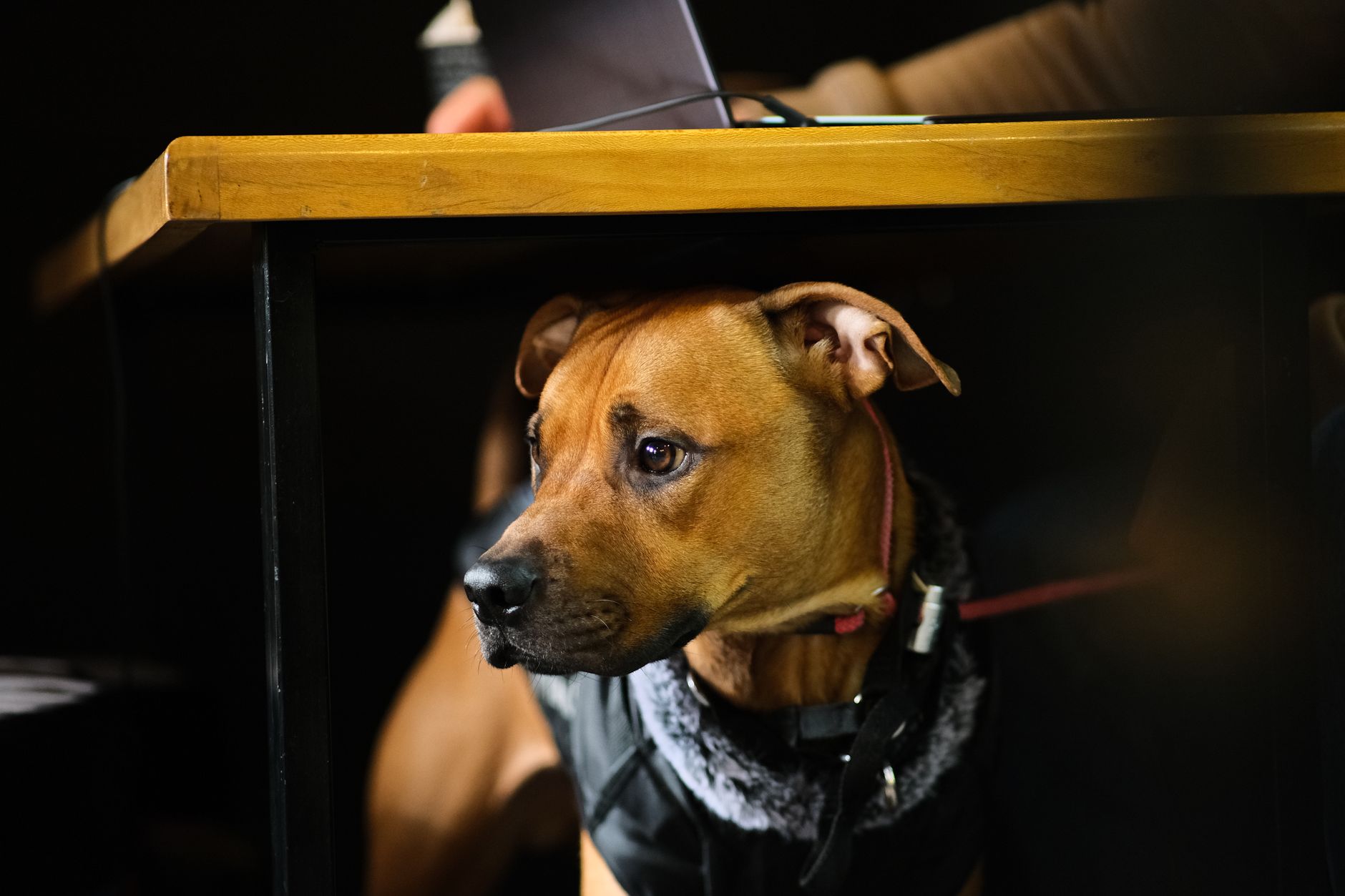 How to Get a Dog to Eat: A Safe Troubleshooting Guide Before You Change the Menu