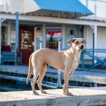 The North Carolina State Dog: The Story Behind the Plott Hound 2 The North Carolina State Dog: The Story Behind the Plott Hound