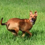 Why Do Dogs Wag Their Tails When They Are Happy?