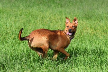 Why Do Dogs Wag Their Tails When They Are Happy? 2 Why Do Dogs Wag Their Tails When They Are Happy?
