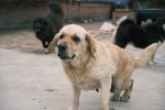 What Does It Mean When a Dog Wags Its Tail? How to Read the Whole Body