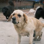 What Does It Mean When a Dog Wags Its Tail? How to Read the Whole Body