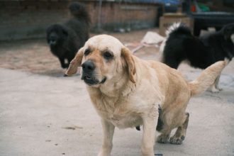 What Does It Mean When a Dog Wags Its Tail? How to Read the Whole Body