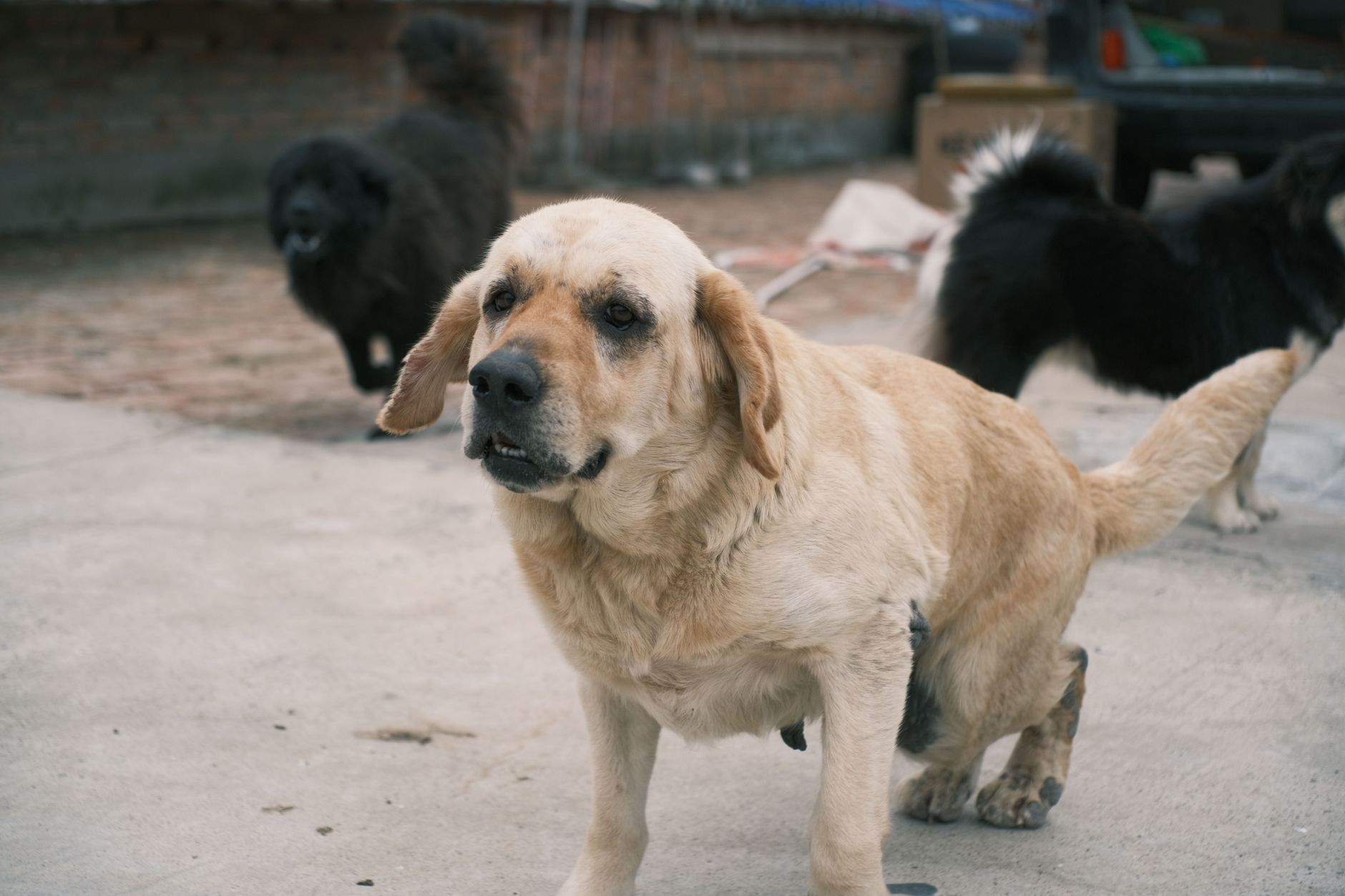 What Does It Mean When a Dog Wags Its Tail? How to Read the Whole Body