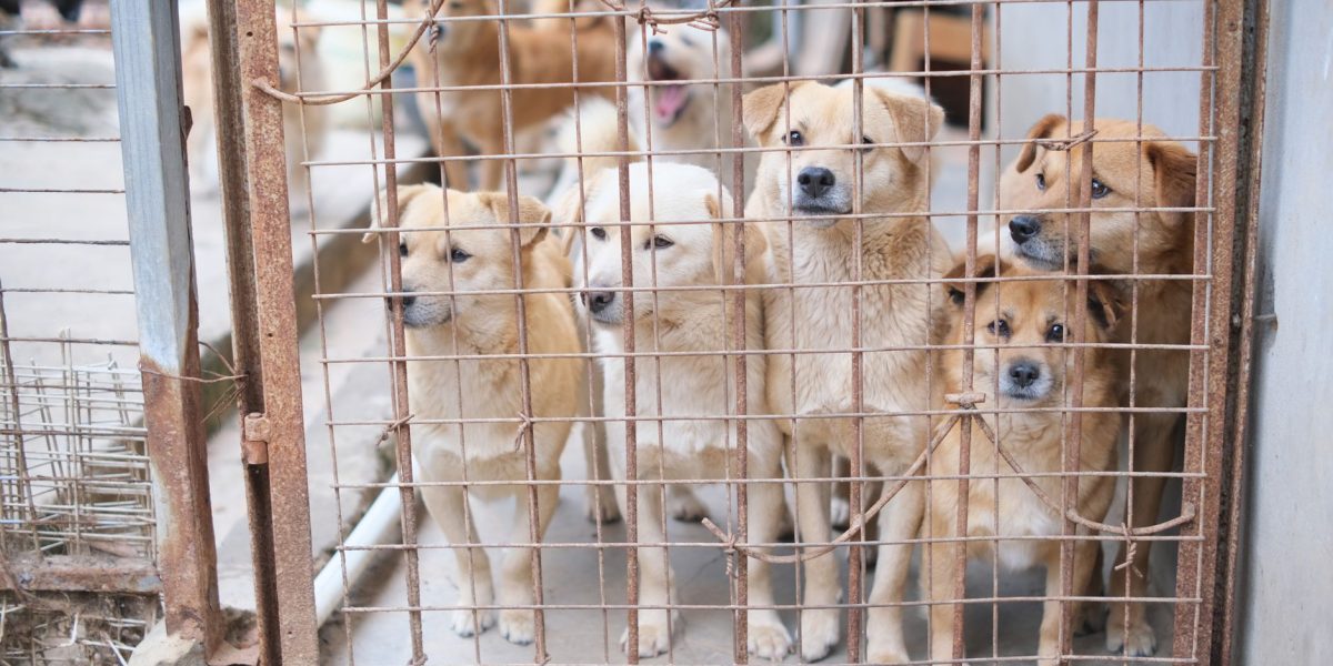 Where to Find the Right Dog for Your Home