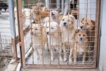 Where to Find the Right Dog for Your Home