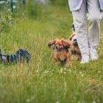 The Essential Guide to Responsible Dog Care: Building a Healthy Life for Your Canine Companion
