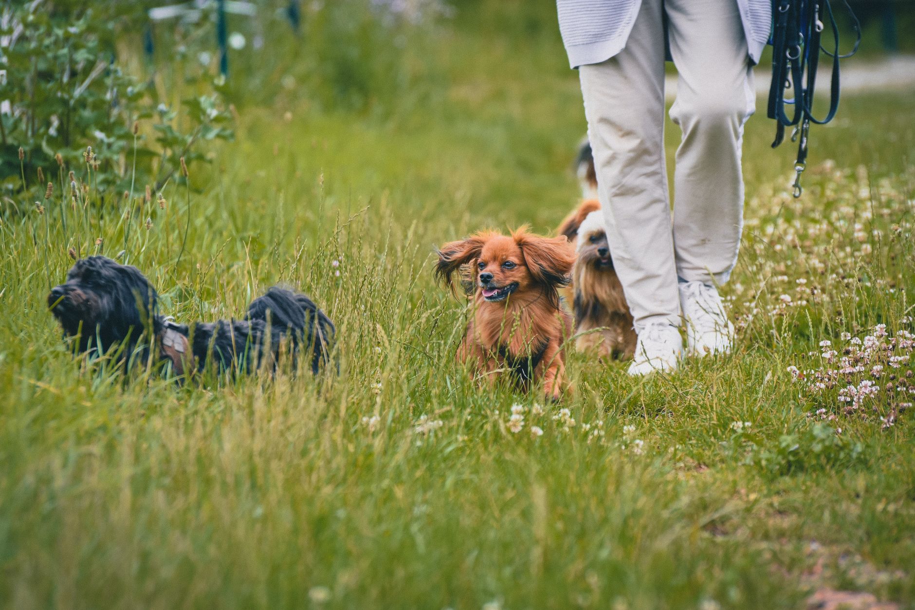 The Essential Guide to Responsible Dog Care: Building a Healthy Life for Your Canine Companion 1 The Essential Guide to Responsible Dog Care: Building a Healthy Life for Your Canine Companion