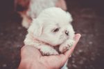 When Were Dogs First Domesticated?