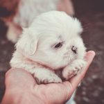 When Were Dogs First Domesticated? 3 When Were Dogs First Domesticated?