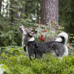 What a Dog’s Raised Tail Reveals About Their Mood and Communication 2 What a Dog’s Raised Tail Reveals About Their Mood and Communication