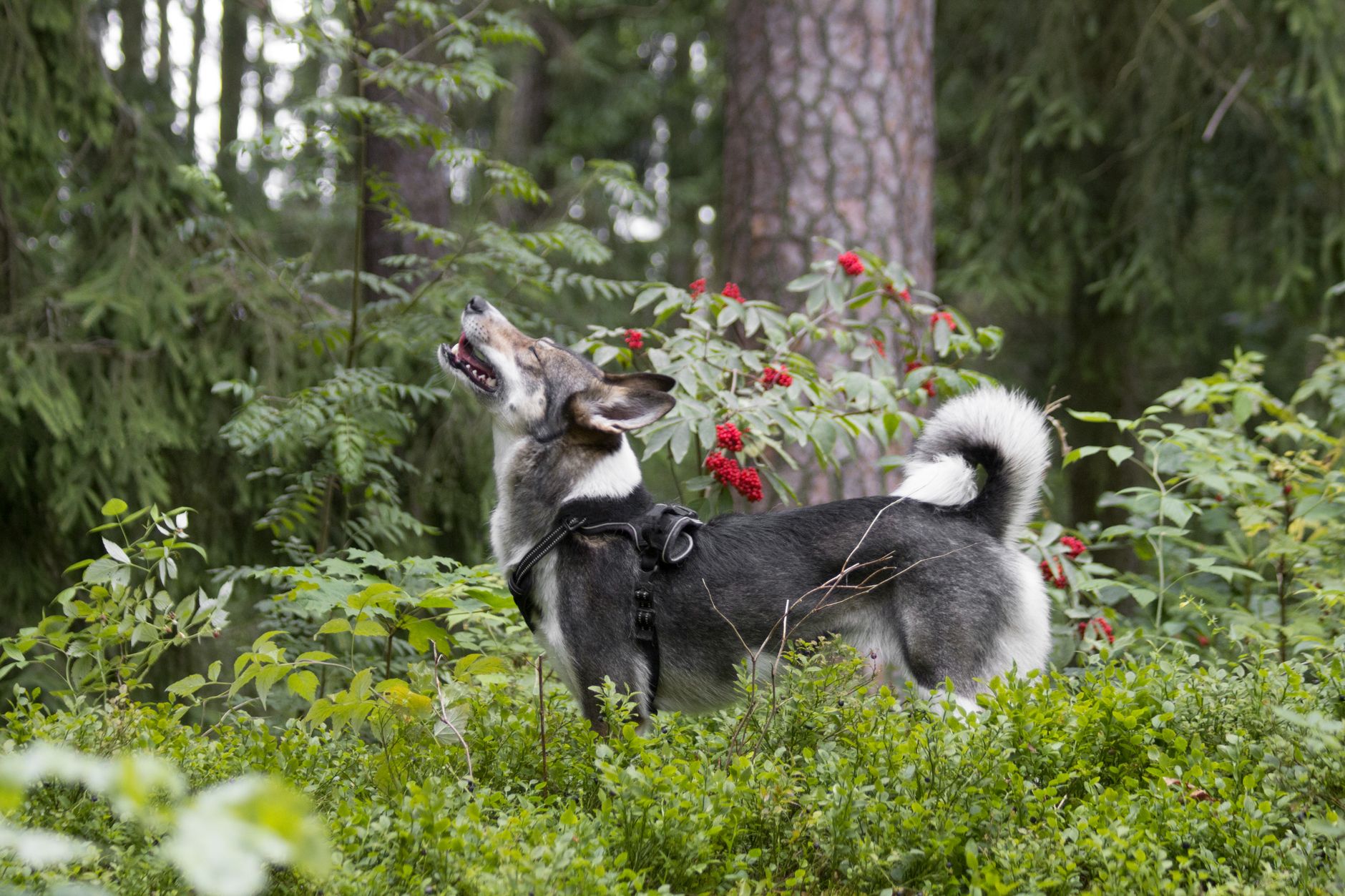 What a Dog’s Raised Tail Reveals About Their Mood and Communication 1 What a Dog’s Raised Tail Reveals About Their Mood and Communication