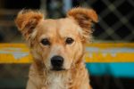 What Type of Dog Is This? How to Identify Breed, Mix, and Lifestyle Fit Without Guessing 7 What Type of Dog Is This? How to Identify Breed, Mix, and Lifestyle Fit Without Guessing